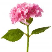 Artificial Hydrangea Stem - 14" Pink