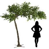 11 Feet Tall Grand Arch Fake Fig Leaf Tree - Interchangeable Branches!